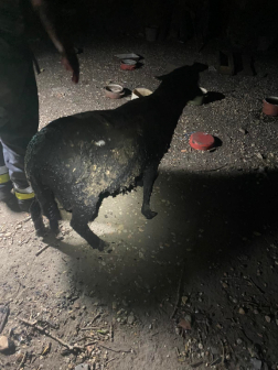 Birkát mentettek a tűzoltók Hosszúperesztegen