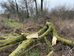 Villanyoszlopot tört ketté egy kidőlt fa Csényénél 