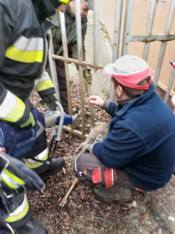 Kerítés közé szorult őzet mentettek a tűzoltók Vasváron