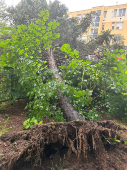 Fakidőlés egy kőszegi játszótéren