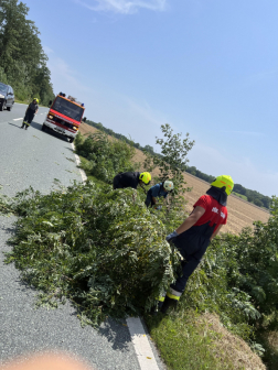 Négy kidőlt akác akadályozta a 8-as főút forgalmát