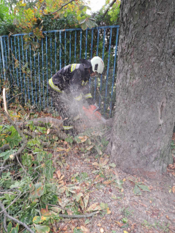 Kidőlt fa a Légszeszgyár utcában