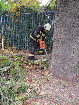 Kidőlt fa a Légszeszgyár utcában