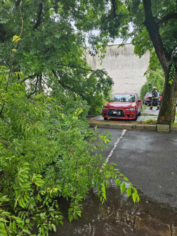 Parkoló autóra dőlt egy fa Szombathelyen