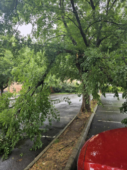 Parkoló autóra dőlt egy fa Szombathelyen