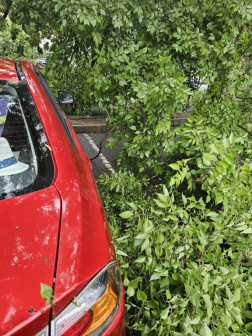 Parkoló autóra dőlt egy fa Szombathelyen