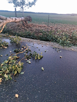 Fakidőlések, faágak leszakadása adott feladatot