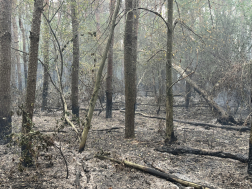 Továbbra is folynak a tűzoltási munkálatok a Csönge és Kenyeri közötti erdős területen