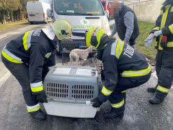 Kutyákat mentettek a tűzoltók a nagysimonyinál történt balesetben