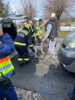 Kutyákat mentettek a tűzoltók a Nagysimonyinál történt balesetben