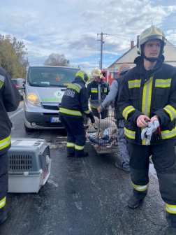 Kutyákat mentettek a tűzoltók a Nagysimonyinál történt balesetben