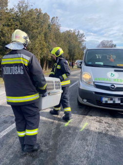 Kutyákat mentettek a tűzoltók a Nagysimonyinál történt balesetben